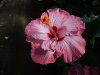 kvet čínskej ruže - ružový