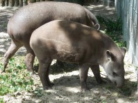 tapíre