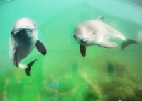 foto delfínov z bilbordu