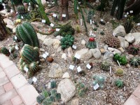 rôzne malé kaktusy