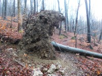 spadnutý strom
