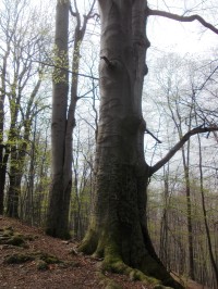 strom