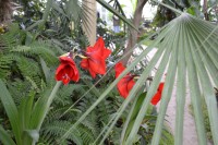 kvet - zornica hybridná - červená