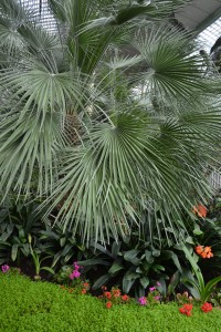 palma a zelený koberec