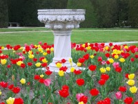 pestrofarebné tulipány