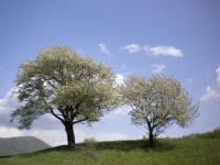 Třešně na vrcholu Obadova očka. 