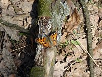 Při přesunu z Dubiček na vyhlídku Václava Krčila jsem se potkal s motýlem zvaném babočka kopřivová....