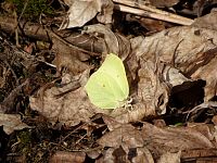 .... a se žluťáskem.