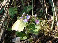 Žluťásek ještě jednou, tentokrát na plicníku lékařském.