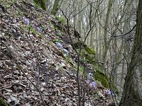 Podléšky ve svahu nad vodopády.