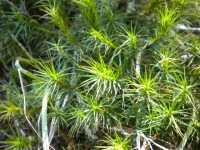Rostliny v rašeliništi na Tŕstí (3×).