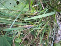 Kobylka v trávě.