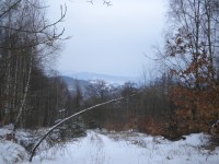 Pohled z hlavní lesní cesty k severovýchodu.