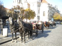 Koně na Staroměstském náměstí