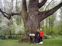 Lomec: chráněný strom v Lomci
