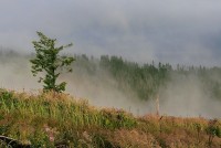 Zborov nad Bystricou - Ranní mlha v Jedličníku