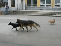 Atmosféra z autobusového nádraží v Užhorodě  - toulavá psí smečka, naštěstí měla víc strachu než z lidí kolem než lidí kolem z ní..