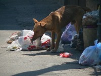 Potulný pes v ulicích, hladový, ale co je hlavní - plachý