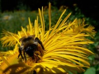 Včela? na žlutém květu telekie ozdobné