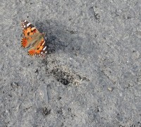 Motýlek na cestě