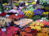 Amsterdam - květinový trh