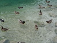 Jezero Königsee - Schönau