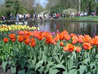 Keukenhof, květiny, tulipány - Holandsko