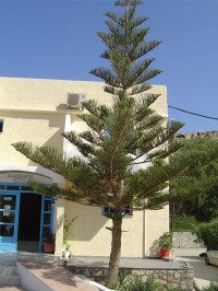 Matala - strom araukarie