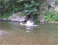 Koupání v tůňce řeky Bystřice-Foto:Ulrych Mir.