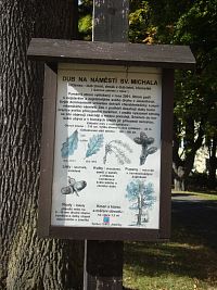 Vrbno pod Pradědem-Náměstí sv. Michala-památný strom
