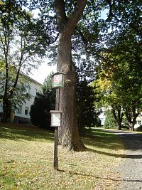 Vrbno pod Pradědem-Náměstí sv. Michala-památný strom