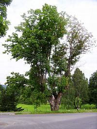 Vrbno pod Pradědem-památný strom naproti vilce u Jesenické ulice