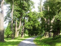 Uhlířský vrch-lipová alej s Křížovou cestou-dolní část-Foto:Ulrych Mir.