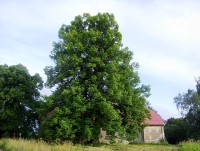 Mezina-památný strom Lípa u Kohoutů-Foto:Ulrych Mir.