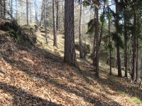 Šternek-jihovýchodní svah hradního vršku se skálou-Foto:Ulrych Mir.