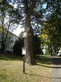 Vrbno pod Pradědem-náměstí sv.Michala-památný strom-Foto:Ulrych Mir.