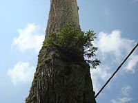 Velké Karlovice-Leskové-penzion U Lučanů-přírodou naroubovaný strom
