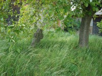 Topolany-Bílkova ulice ve směru na Hněvotín-smírčí kříž z pol.17.stol.-Foto:Ulrych Mir.