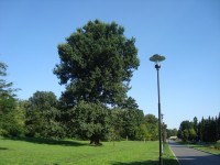 Olomouc-Smetanovy sady-památný strom-Foto:Ulrych Mir.