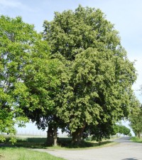 Vacanovice-podstavec kříže z r. 1846 u silnice k Tršicím-Foto:Ulrych Mir.