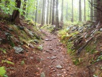 Fürstenwalde-hradní zřícenina-pěšinka z cesty k hradu-Foto:Ulrych Mir.