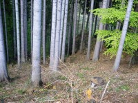 Kazatelna-skalní výběžek a mýtina u řeky-Foto:Ulrych Mir.