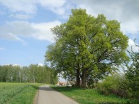 Čehovice-lípy s torzem kříže-Foto:Ulrych Mir.