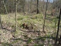 Hrad Puchart-Horní hrad-zbytky hradeb a hradního paláce-Foto:Ulrych Mir.