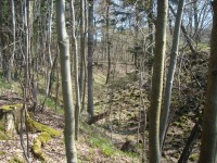 Hrad Puchart-Horní hrad-velký příkop a hradní vršek z valu-Foto:Ulrych Mir.