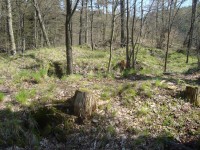 Hrad Puchart-Horní hrad-zbytky hradeb a hradního paláce-Foto:Ulrych Mir.