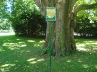 Věžky-památný strom v zámeckém parku (250 let)-Foto:Ulrych Mir.