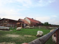 Olšany u Vyškova-Farma Bolka Polívky-výběhy zvířat-Foto:Ulrych Mir.