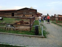 Olšany u Vyškova-Farma Bolka Polívky-výběhy zvířat-Foto:Ulrych Mir.