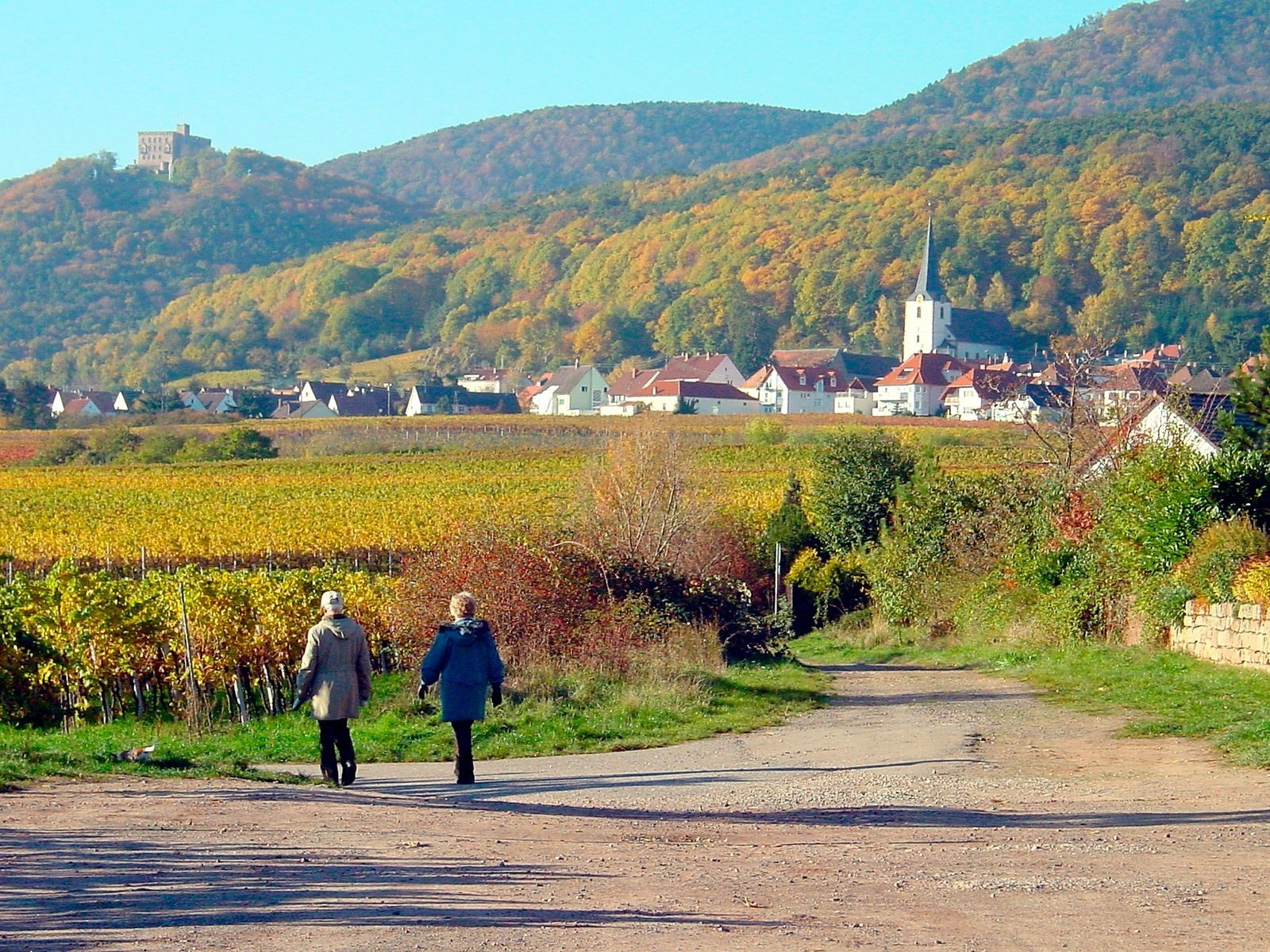 Дорога вина. Регион Пфальц Германия. Винный путь Германия. Винная дорога в Германии. Немецкая дорога виноделия.